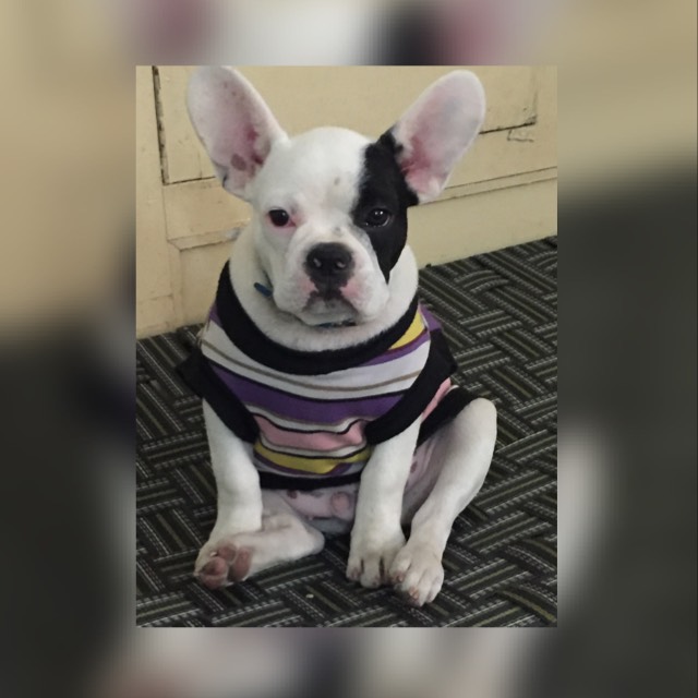 Image of FRENCH BULLDOG posted on 2022-03-26 13:00:08 from NOIDA